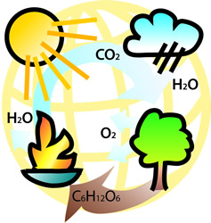 CO2 Kreislauf beim verbrennen von Pellets durch einen Pelletofen mit Wäremtauscher Schadstoffe beim verbrennen von Pellets in einem wasserführenden Kaminofen